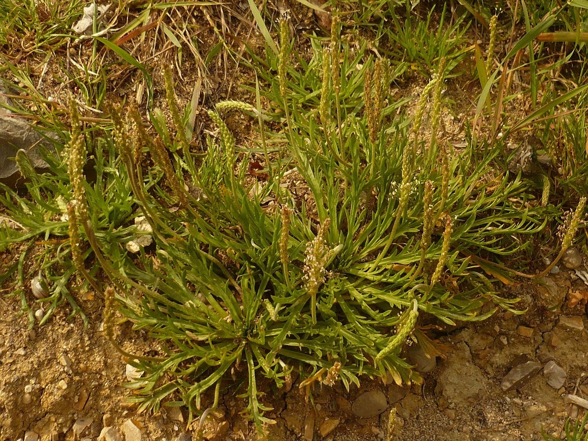 Plantago coronopus subsp. coronopus (Plantaginaceae)